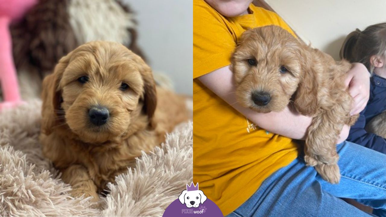 Choix d notre GoldenDoodle F1