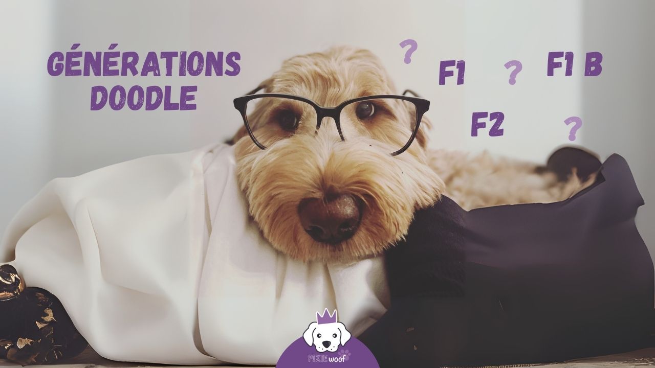 Comprendre les générations doodle