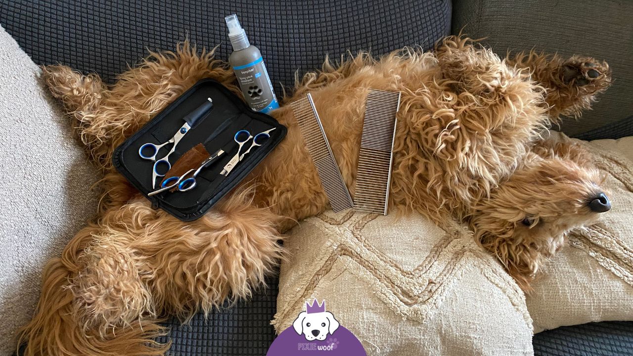 brossage entretien chien poil long goldendoodle
