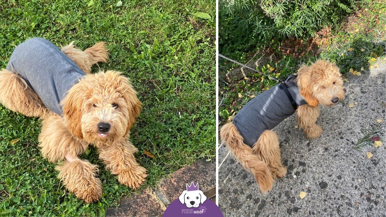 body ou collerette : stérilisation chienne