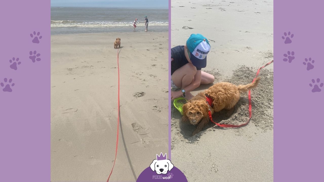 longe-chien-entrainement-rappel-plage grande longe 10 mètre entrainement chien