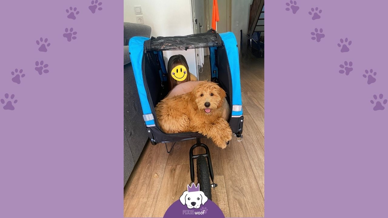remorque-velo-chien-solide remorque vélo pour chien bonne qualité
