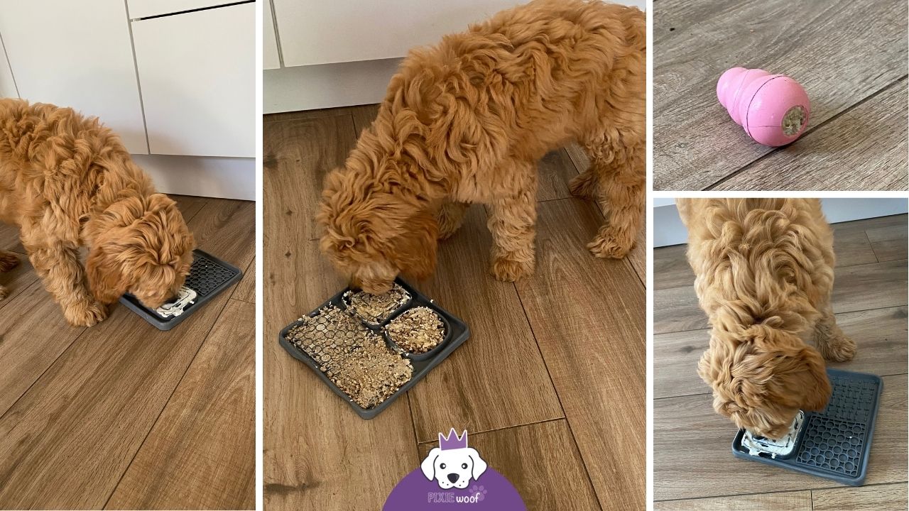 tapis-lechage-chien-kong tapis de léchage et kong pour chien mélange kiri croquettes